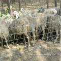 Rolo de cerca da fazenda de ovelha para animais para venda barata para venda